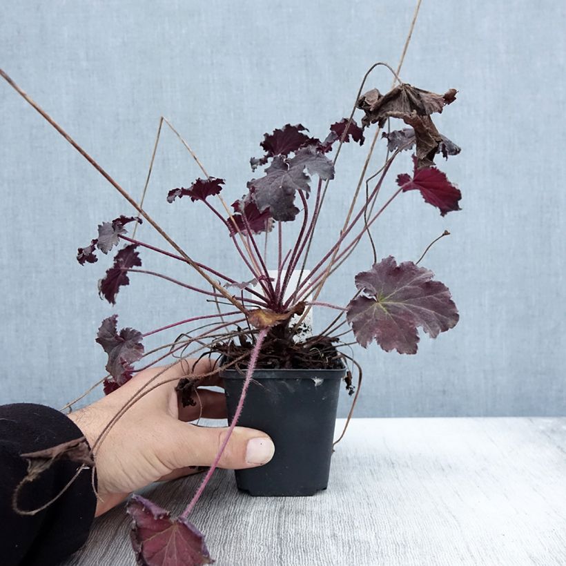 Heuchère - Heuchera Binoche Godet de 9cm sample as delivered in autumn