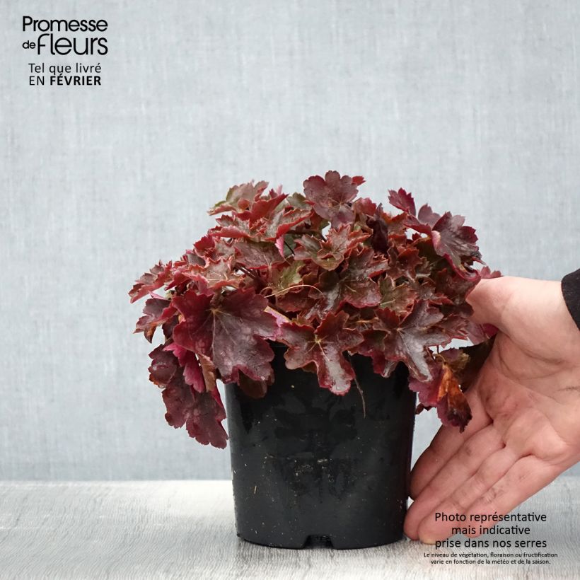 Heuchère - Heuchera Cherry Cola - Pot de 1L./1.5L. sample as delivered in winter