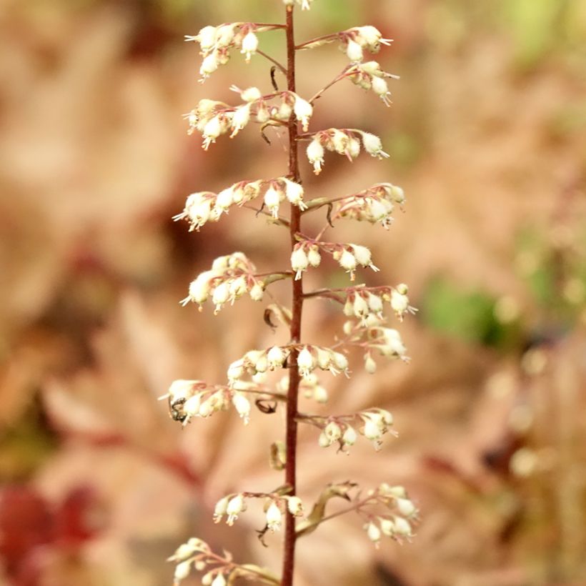 Heuchera Copper Dinosaur (Foliage)