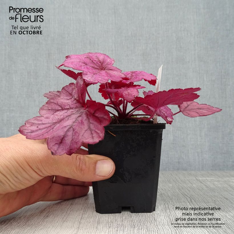 Heuchère - Heuchera Georgia Plum en godet de 9 cm sample as delivered in autumn