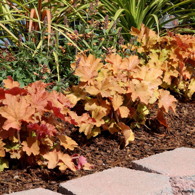 Heuchera Kassandra - Coral Bells (Plant habit)