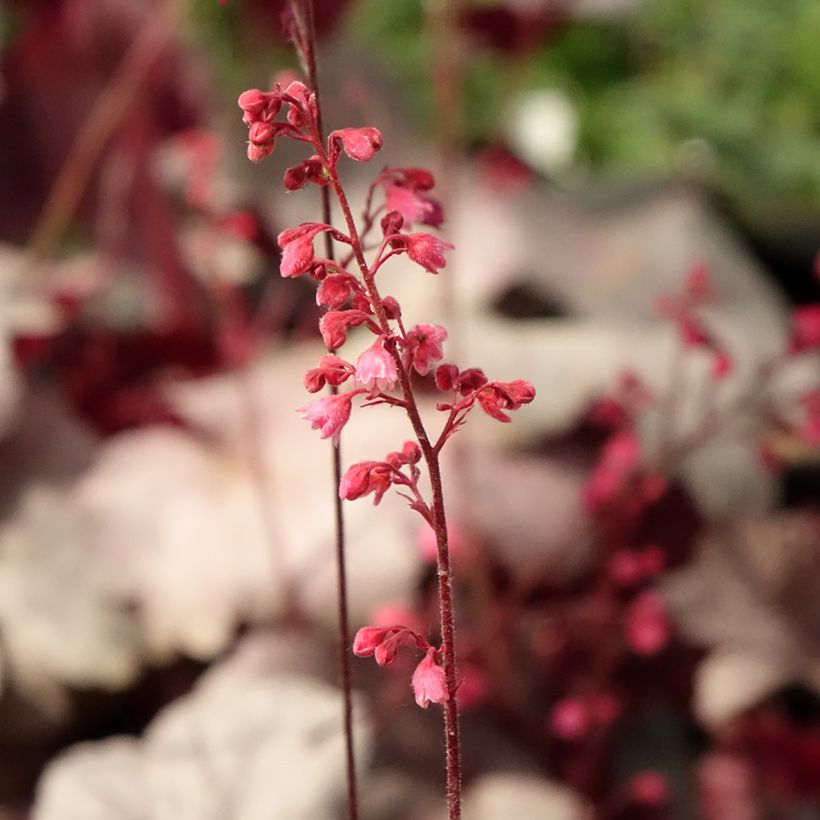 Heuchera Silver Gumdrop (Flowering)