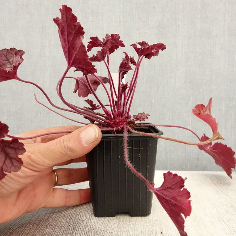 Heuchera Spellbound 8/9 cm pot sample as delivered in spring