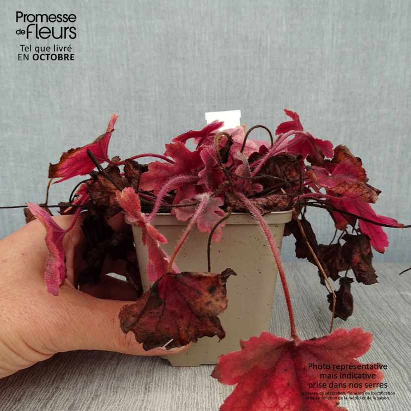 Heucherella Brass Lantern® Godet de 9cm sample as delivered in autumn