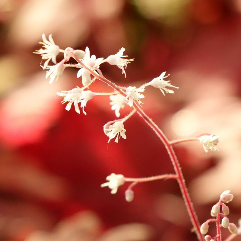 Heucherella Buttered Rum (Foliage)