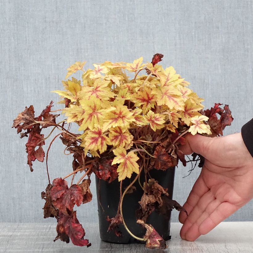 Heucherella Golden Zebra pot de 1.5L/2L sample as delivered in spring