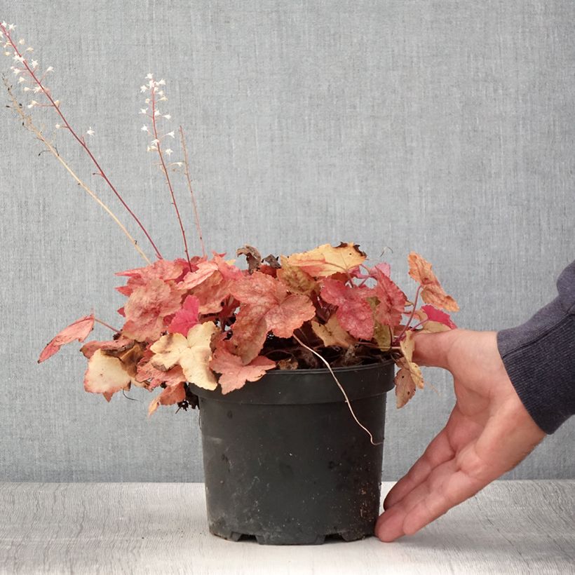 Heucherella Redstone Falls 2L/3L pot sample as delivered in summer