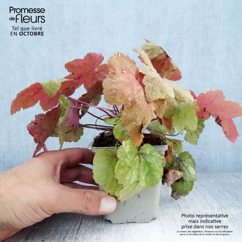 Heucherella Redstone Falls en godet de 9 cm sample as delivered in autumn