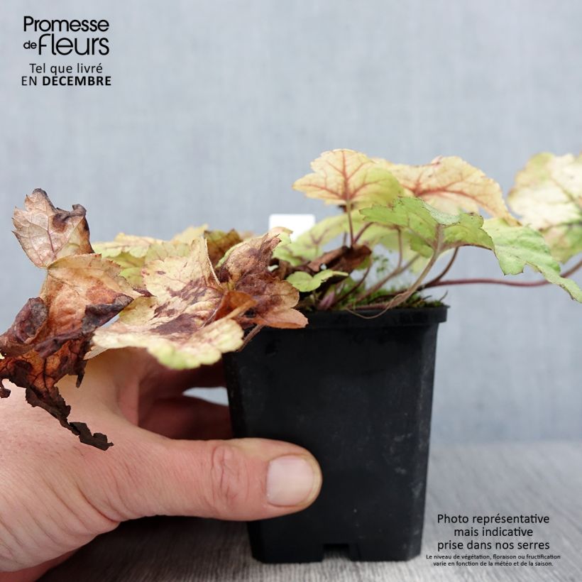 Heucherella Stoplight en godet de 9 cm sample as delivered in autumn