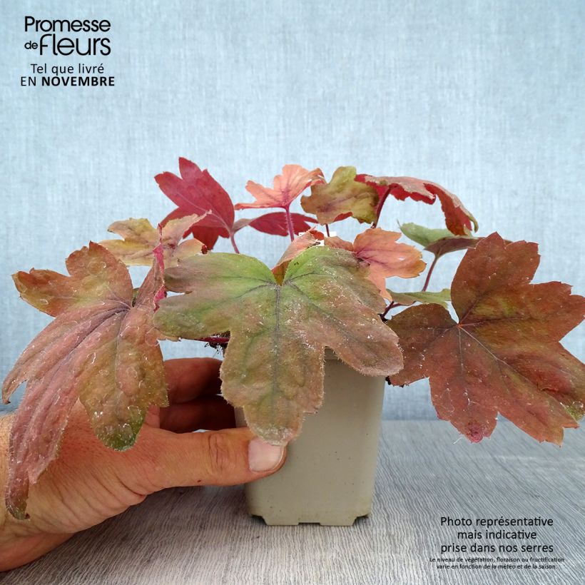 Heucherella Sweet Tea Godet de 9cm sample as delivered in autumn