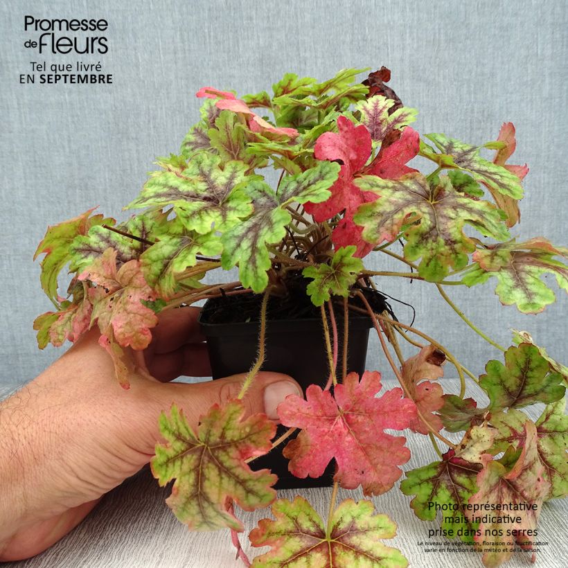 Heucherella Tapestry sample as delivered in summer