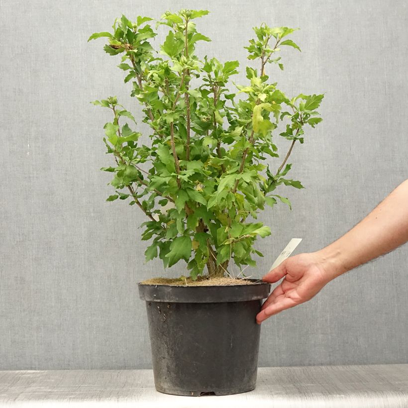 Hibiscus syriacus Pink Giant - Rose of Sharon 7.5L/10L potShipped height around 60/80cm sample as delivered in summer