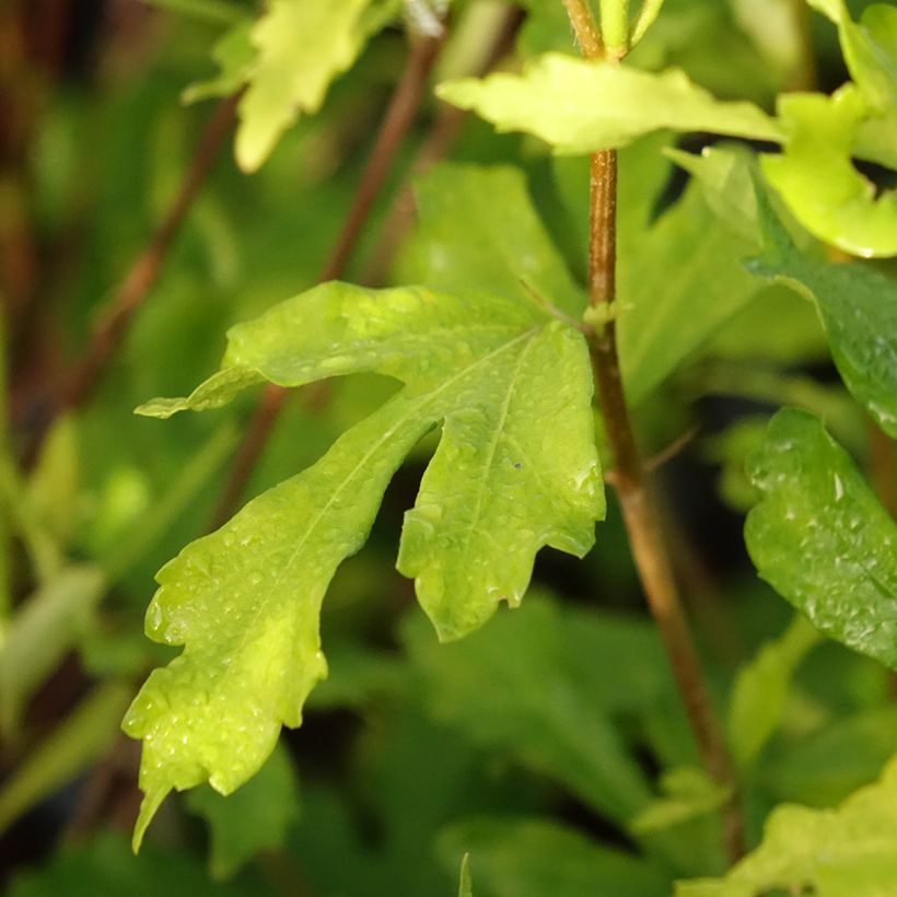 Hibiscus syriacus Admiral Dewey (Foliage)