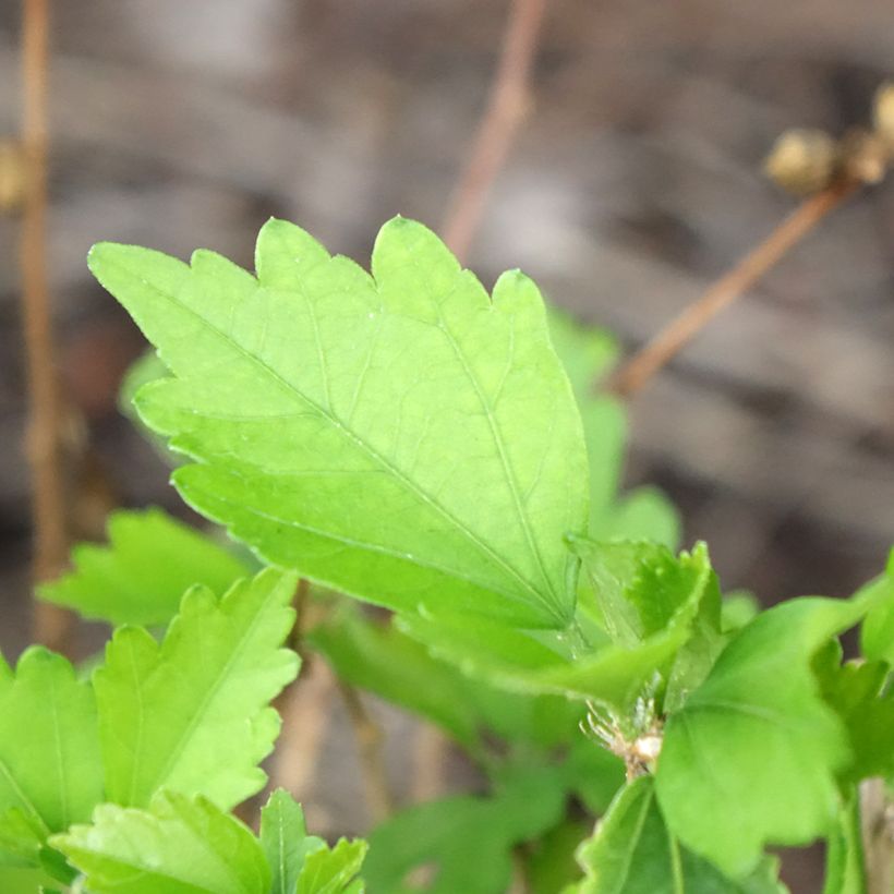 Hibiscus syriacus Ardens (Foliage)