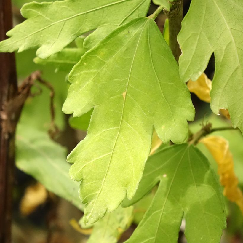 Hibiscus syriacus Eléonore - Rose of Sharon (Foliage)