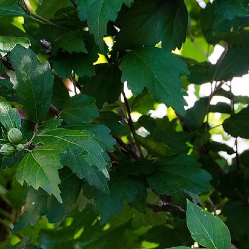 Hibiscus syriacus Freedom - Rose of Sharon (Foliage)