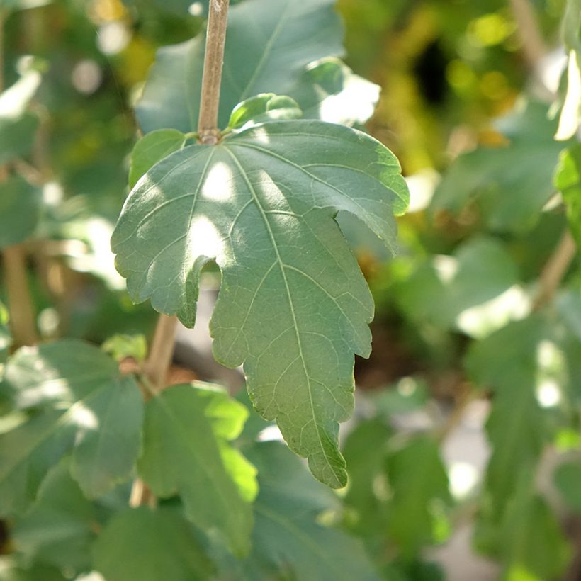 Hibiscus syriacus French Point - Rose of Sharon (Foliage)