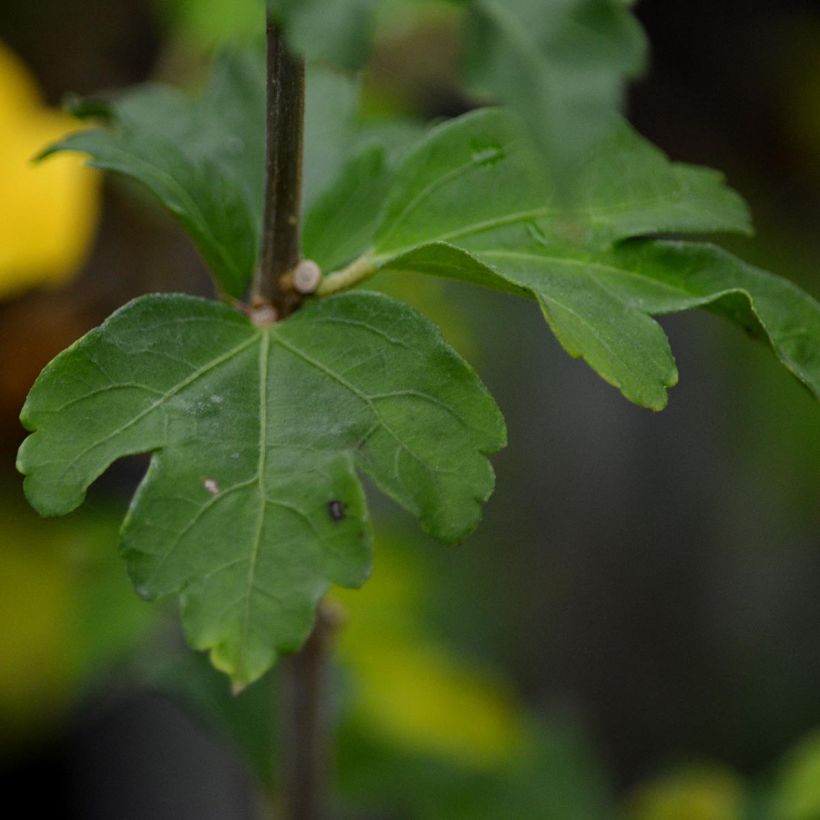 Hibiscus syriacus Hamabo - Rose of Sharon (Foliage)