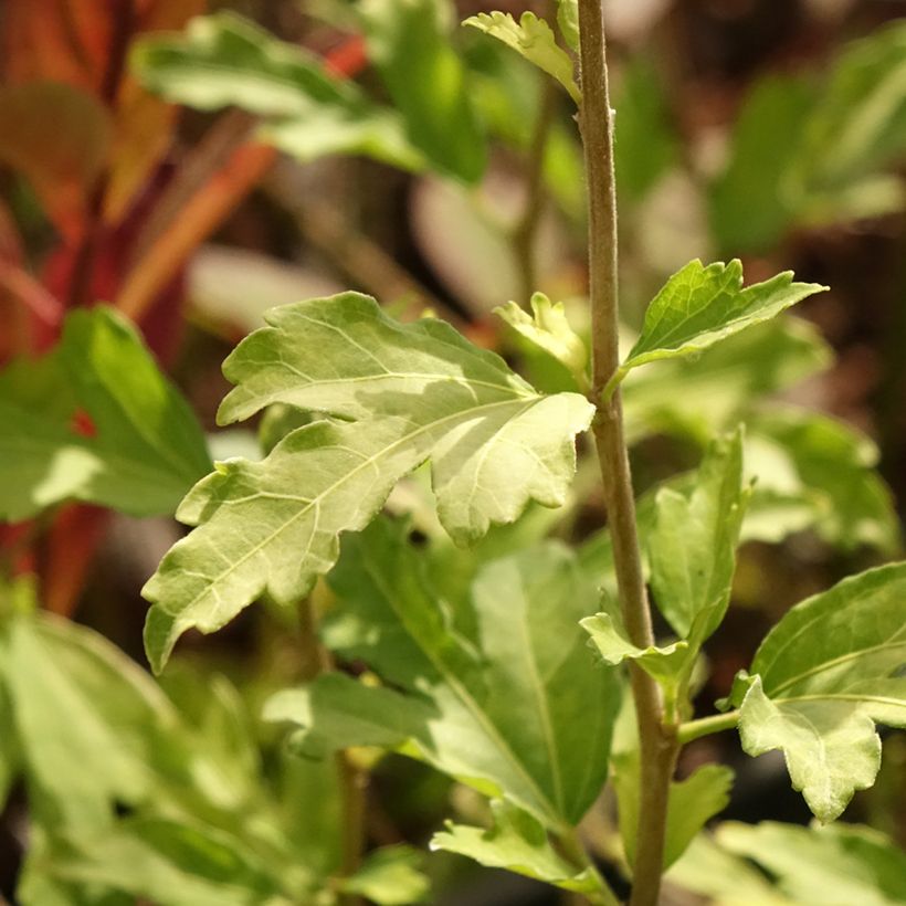 Hibiscus syriacus Red Heart - Rose of Sharon (Foliage)