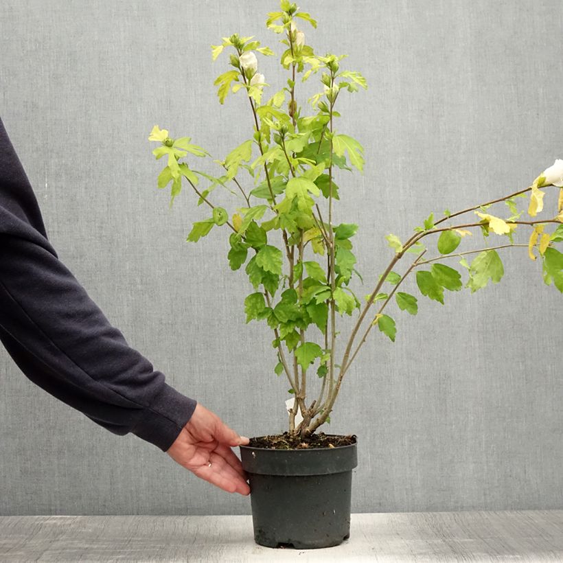 Hibiscus syriacus Totus Albus - Althéa blanc pur. Pot de 2L/3L sample as delivered in summer