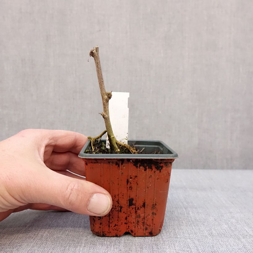 Hibiscus syriacus Woodbridge - Rose of Sharon 8/9 cm potShipped height around 10/15cm sample as delivered in winter