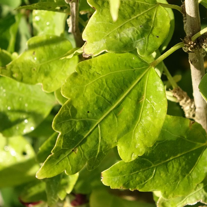 Hibiscus syriacus Woodbridge - Rose of Sharon (Foliage)