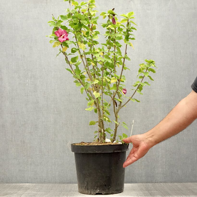 Hibiscus syriacus Woodbridge - Rose of Sharon 7.5L/10L potShipped height around 60/80cm sample as delivered in summer