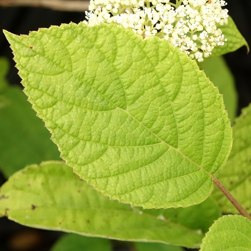 Hydrangea arborescens Hills of Snow (Foliage)