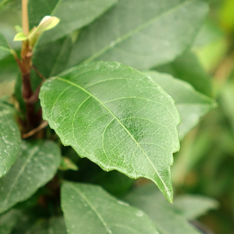 Hydrangea seemanii - Climbing Hydrangea (Foliage)