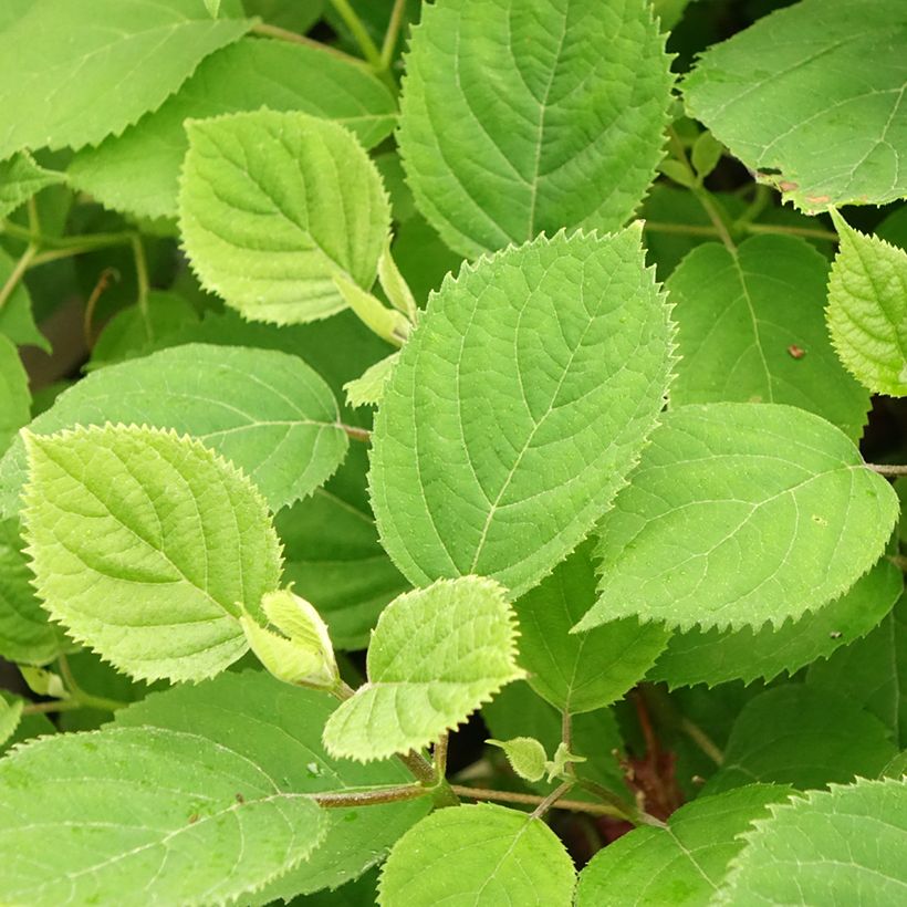 Hydrangea arborescens Ruby Annabelle (Foliage)