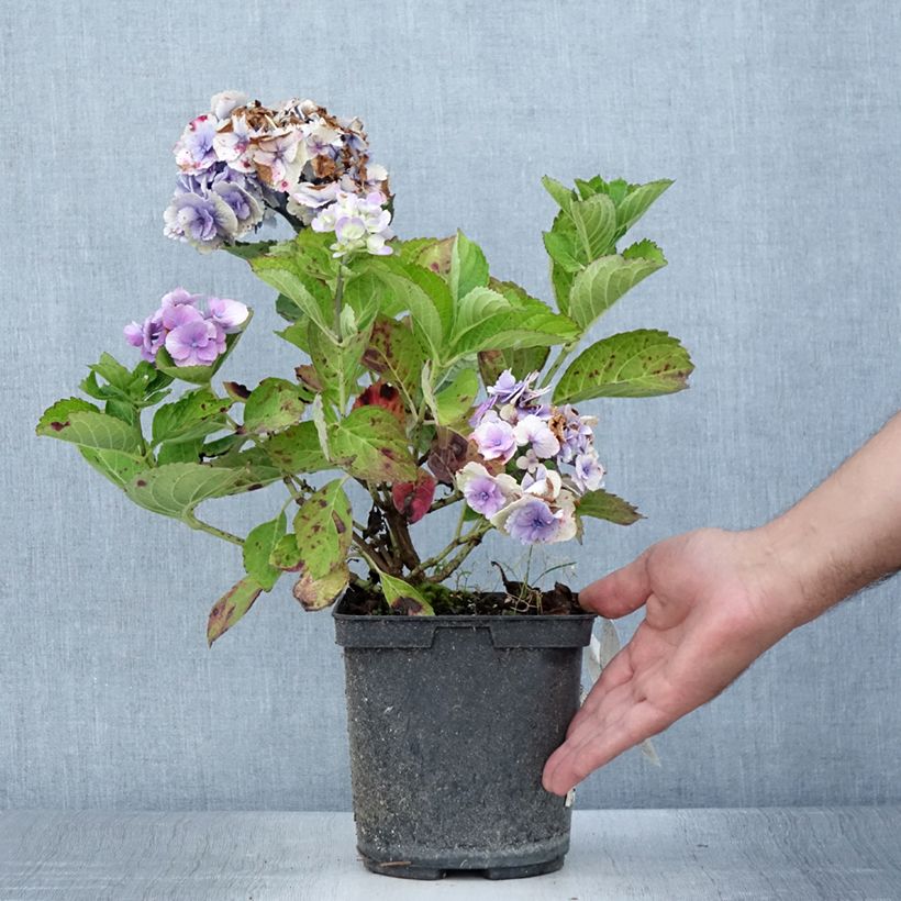 Hydrangea macrophylla Amethyst  3L/4L pot sample as delivered in summer