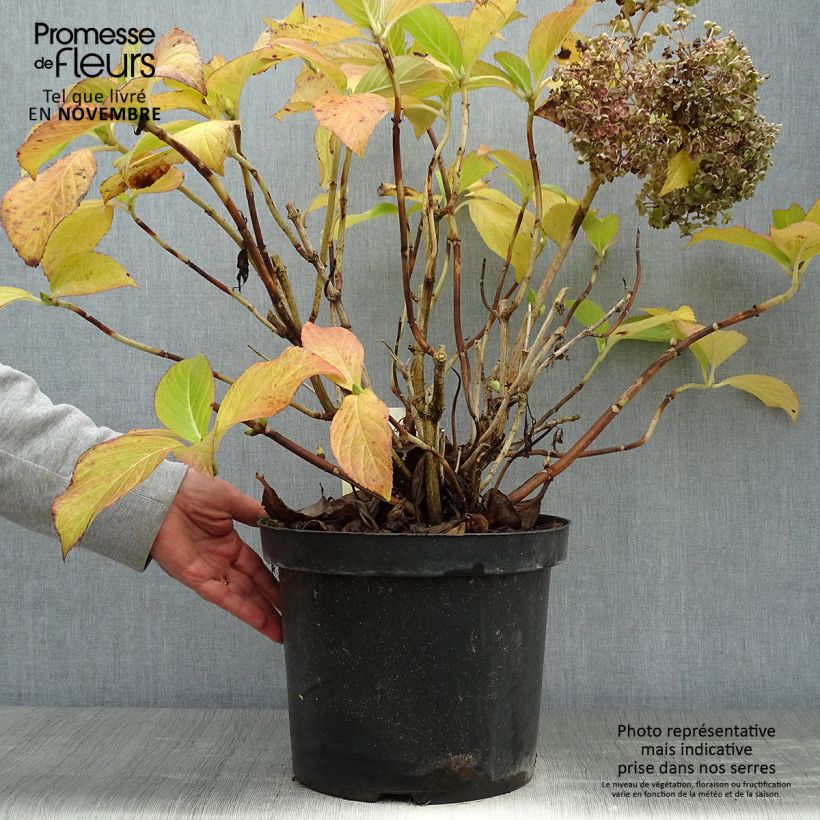 Hortensia - Hydrangea macrophylla Ayesha 40/50cm en pot de 10L sample as delivered in autumn