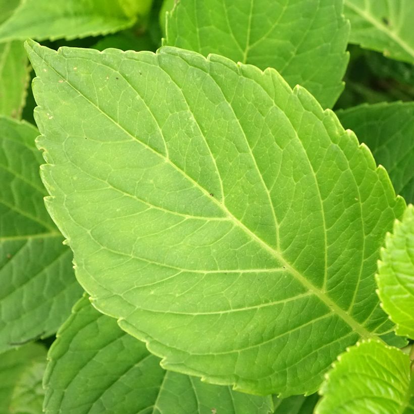 Hydrangea macrophylla Red Baron (Foliage)