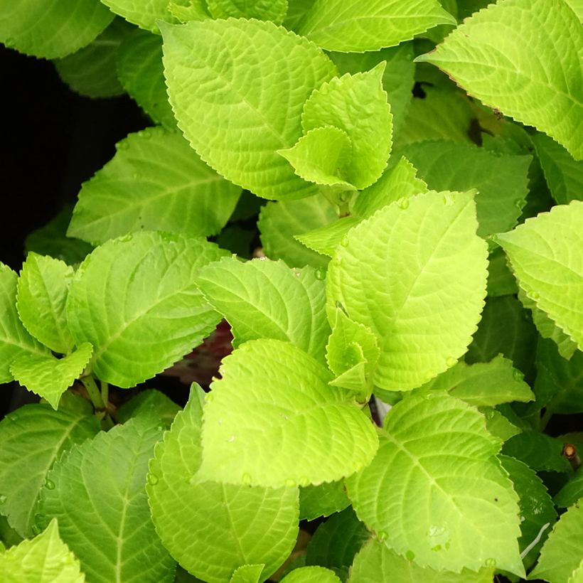 Hydrangea macrophylla Beautensia Dali (Foliage)