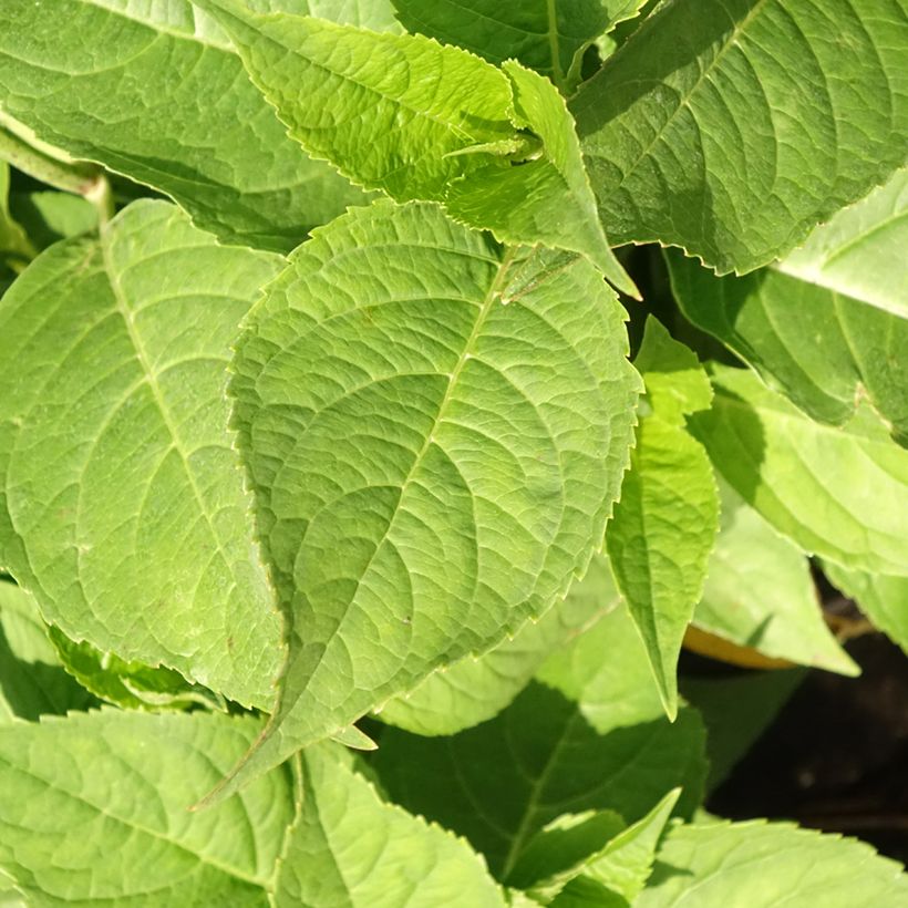 Hydrangea macrophylla Blauer Zwerg (Foliage)