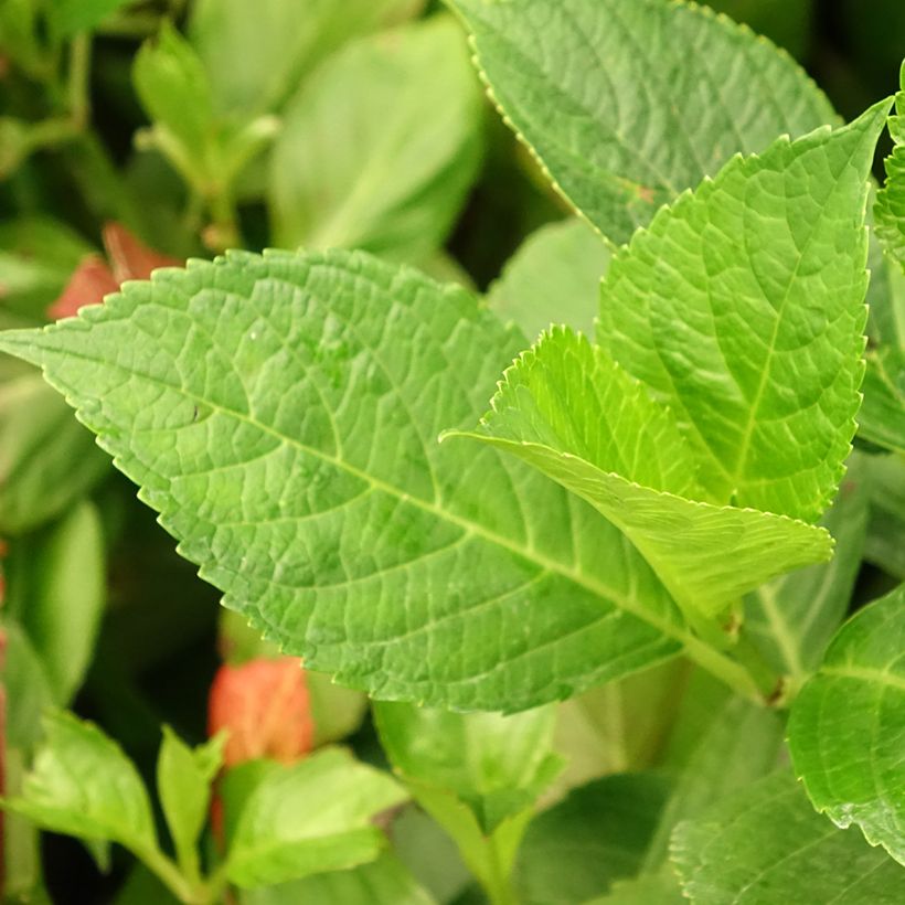 Hydrangea macrophylla Blue Wave (Foliage)