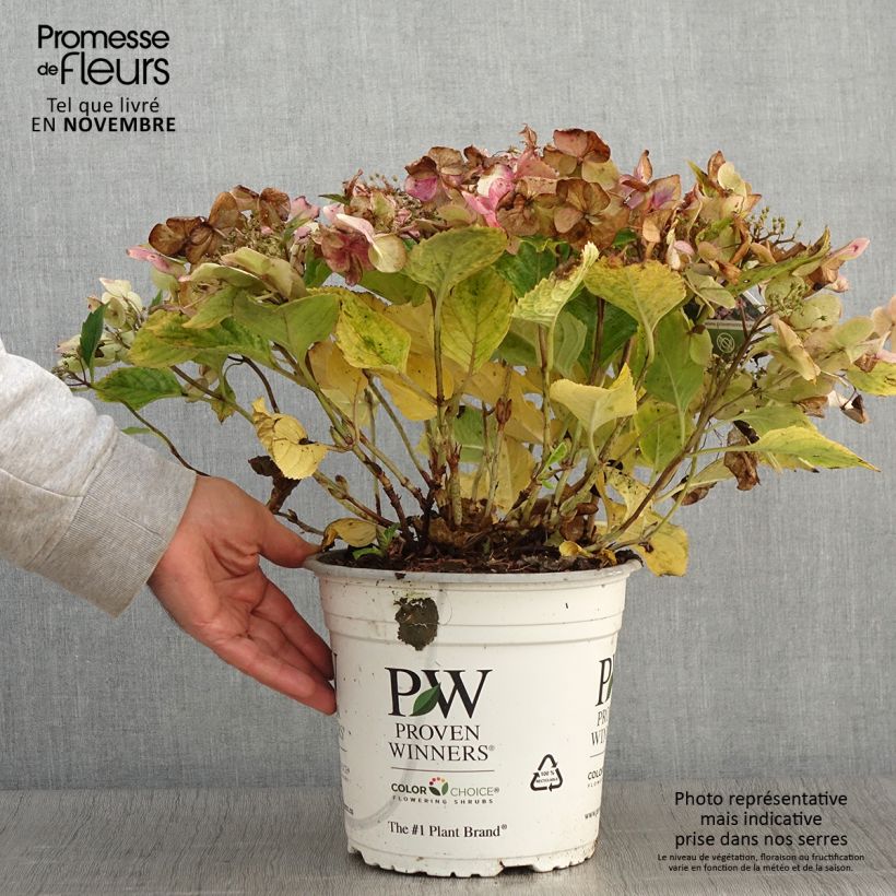 Hortensia - Hydrangea macrophylla Blueberry Cheesecake en pot de 4/5L sample as delivered in autumn