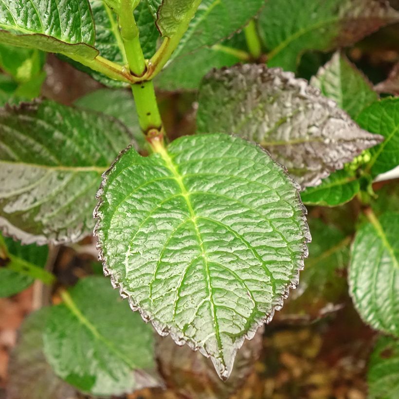 Hydrangea Macrophylla Chocolate (Foliage)