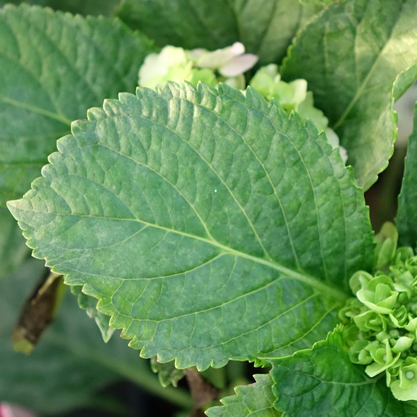 Hydrangea macrophylla Everbloom Pink Wonder- Mophead Hydrangea (Foliage)