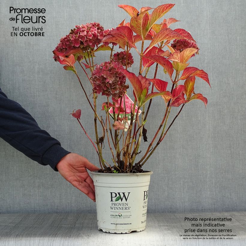 Hortensia - Hydrangea macrophylla Flair & Flavours' Sweet Cupcake sample as delivered in autumn