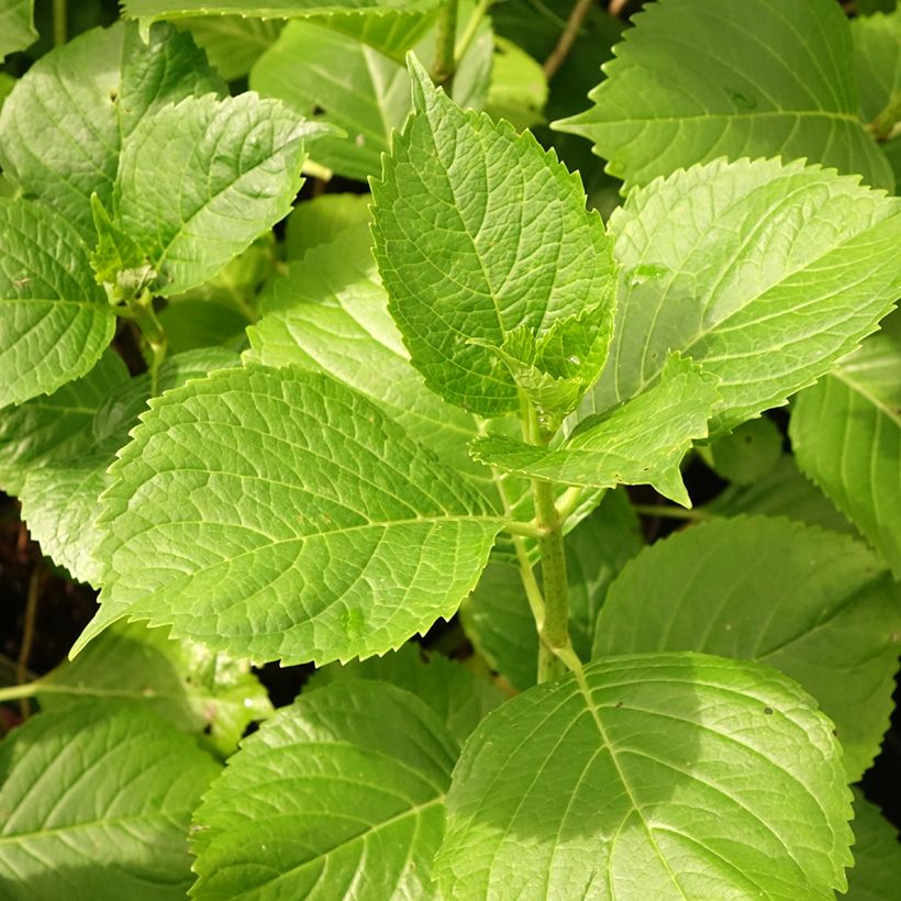 Hydrangea macrophylla Gertrud Glahn (Foliage)