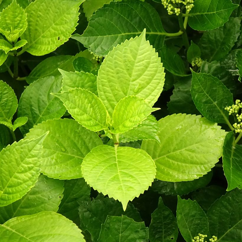 Hydrangea macrophylla Hovaria Hobergine (Foliage)