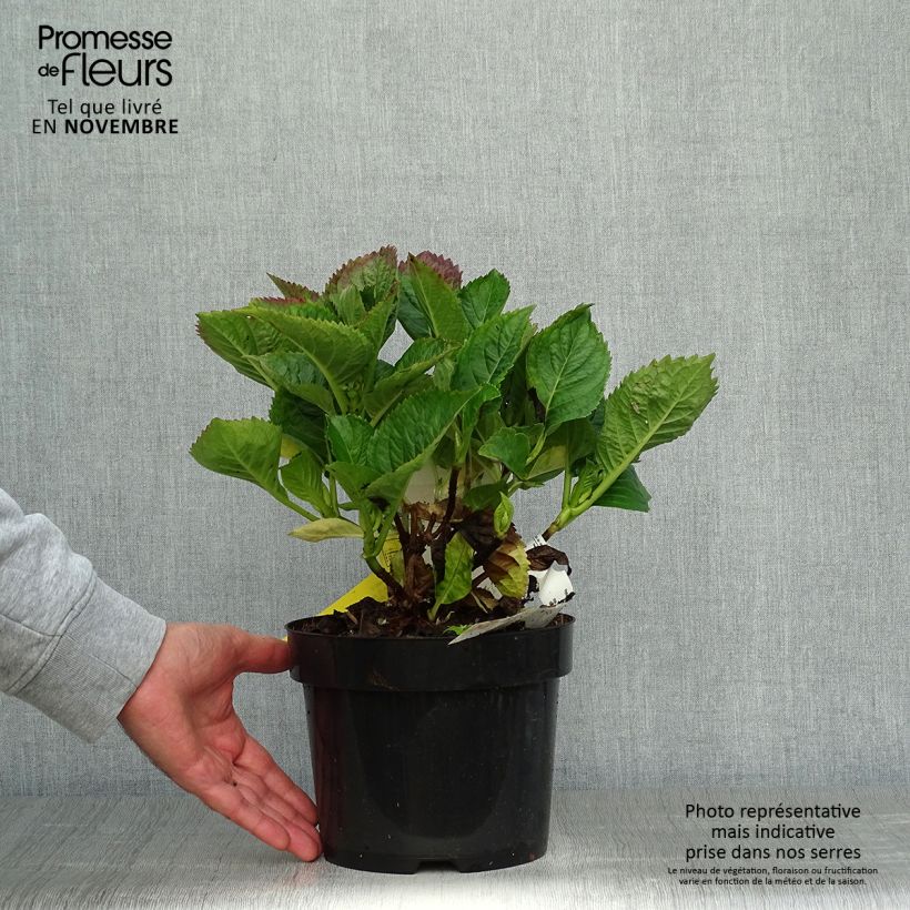 Hortensia - Hydrangea macrophylla Kardinal Violet Pot de 2L/3L sample as delivered in autumn