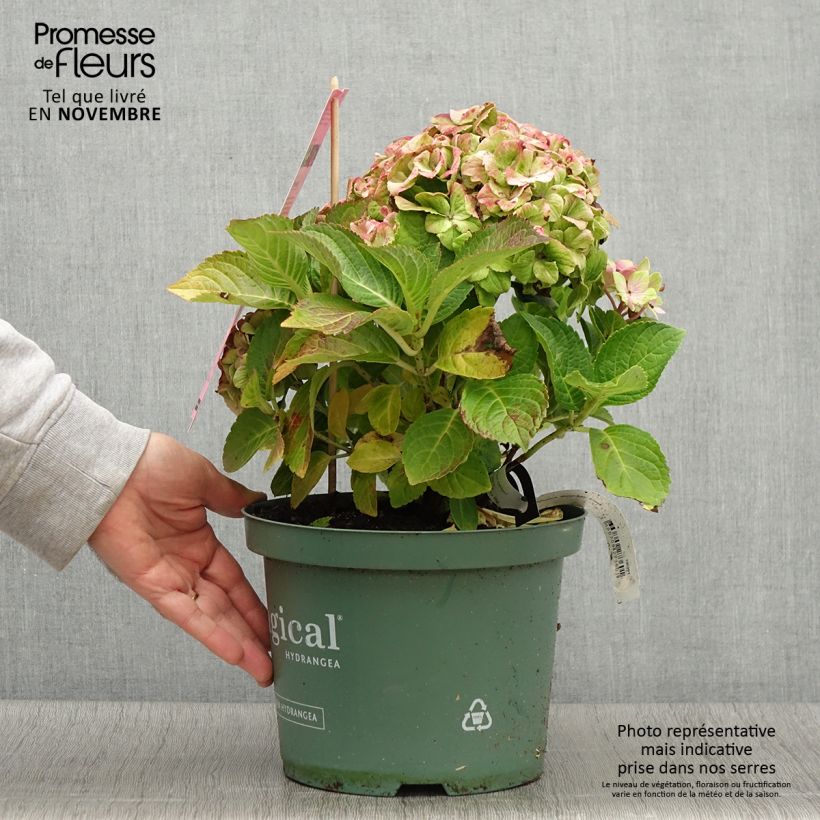 Hortensia - Hydrangea macrophylla Magical Jewel rosa - Pot de 4L/5L sample as delivered in autumn