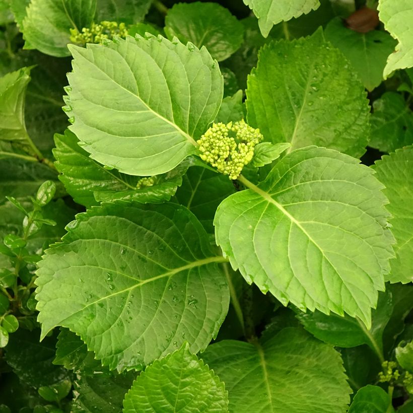 Hydrangea macrophylla Nikko Blue (Foliage)