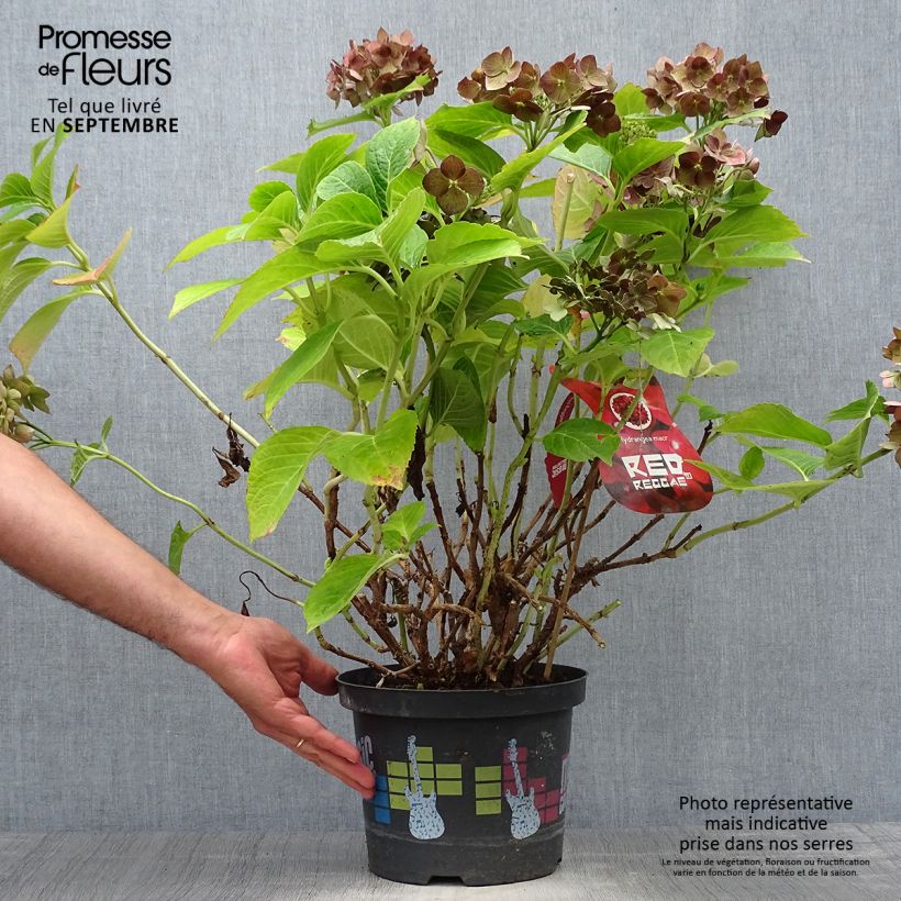 Hortensia - Hydrangea macrophylla Red Reggae (Music Collection) Pot de 4L/5L sample as delivered in autumn