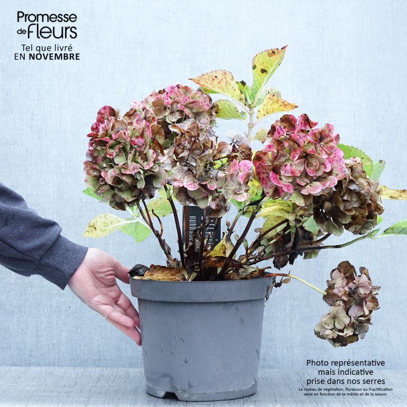 Hortensia - Hydrangea macrophylla Rosita en pot de 10L sample as delivered in autumn