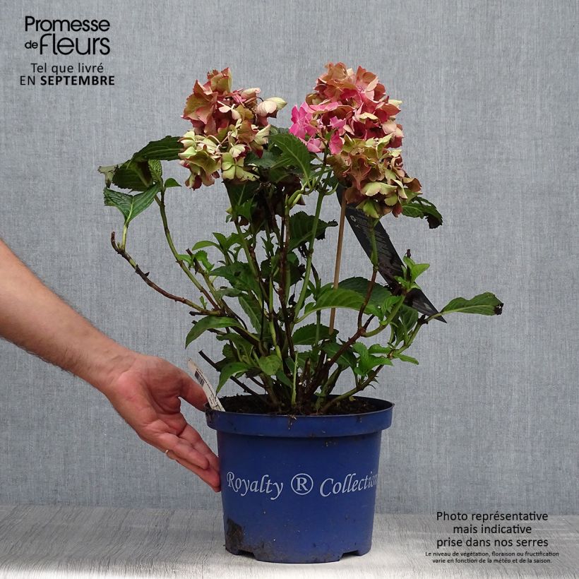 Hortensia - Hydrangea macrophylla Selma Pot de 5L sample as delivered in autumn