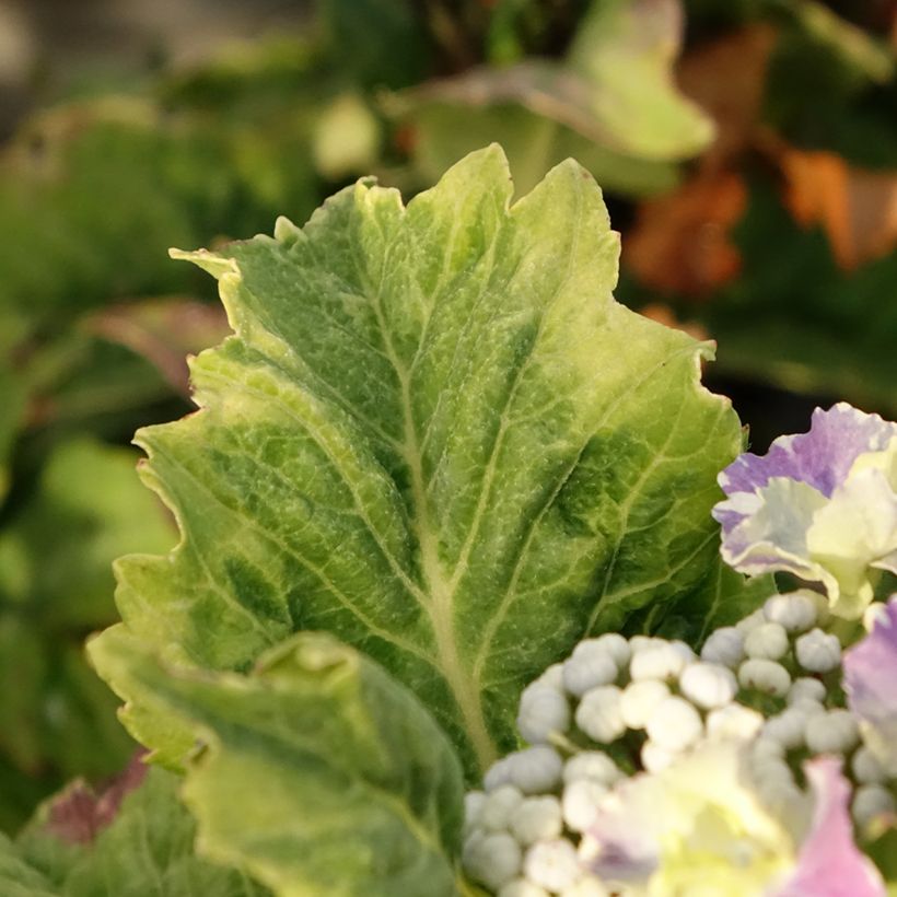 Hydrangea macrophylla So Long Starlit Sky (Foliage)