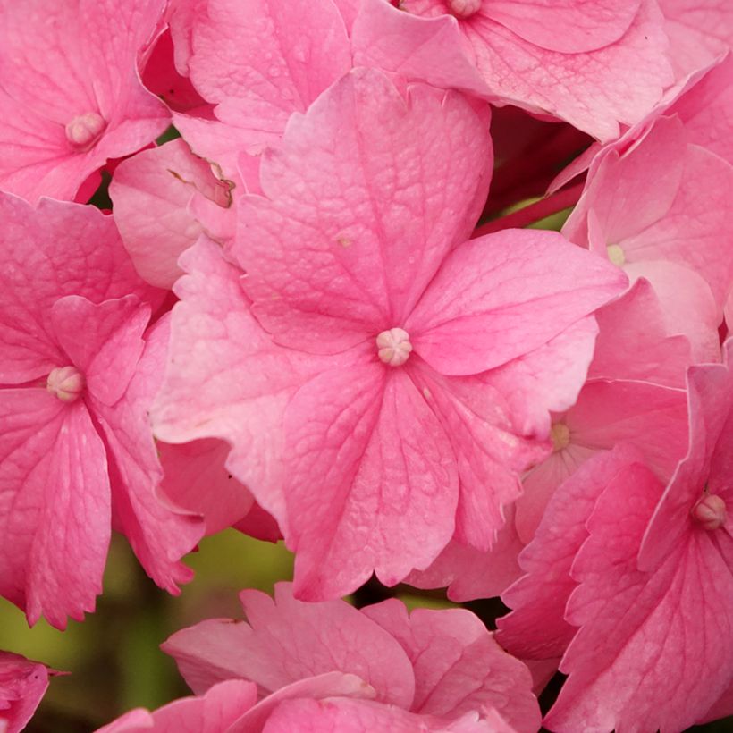 Hydrangea macrophylla Stellar Pink - Mophead Hydrangea (Flowering)